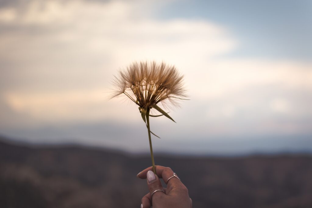 Serene Wildflower Hand Against Blurred Mountainous Background Wallpaper