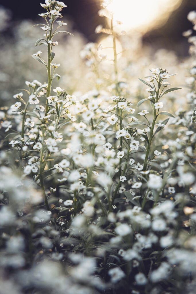 Serene Wildflower Field Wallpaper - Tranquil Nature Background