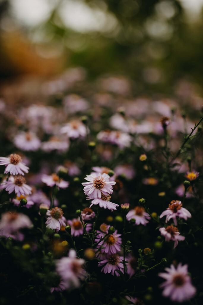 Serene Wildflower Wallpaper: Soft Pink Petals & Moody Background
