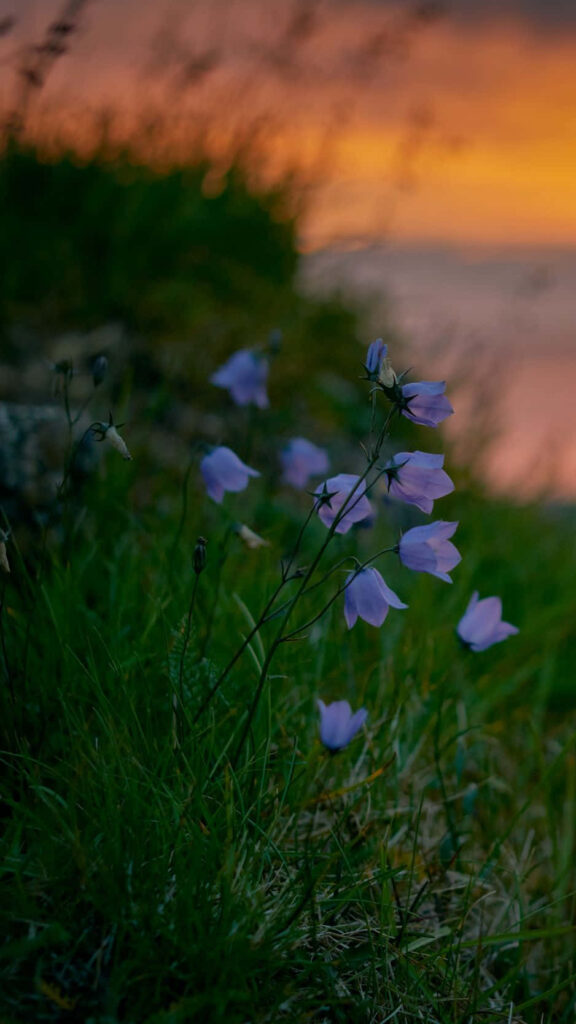 Serene Wildflower Wallpaper: Vibrant Spring Sunset Background