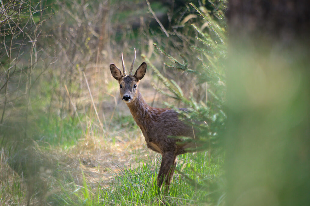 Tranquil Roe Deer Wallpaper: Lush Greenery & Nature's Serenity