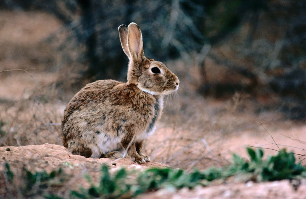 Serene Wild Brown Rabbit Wallpaper: Tranquil Nature Background