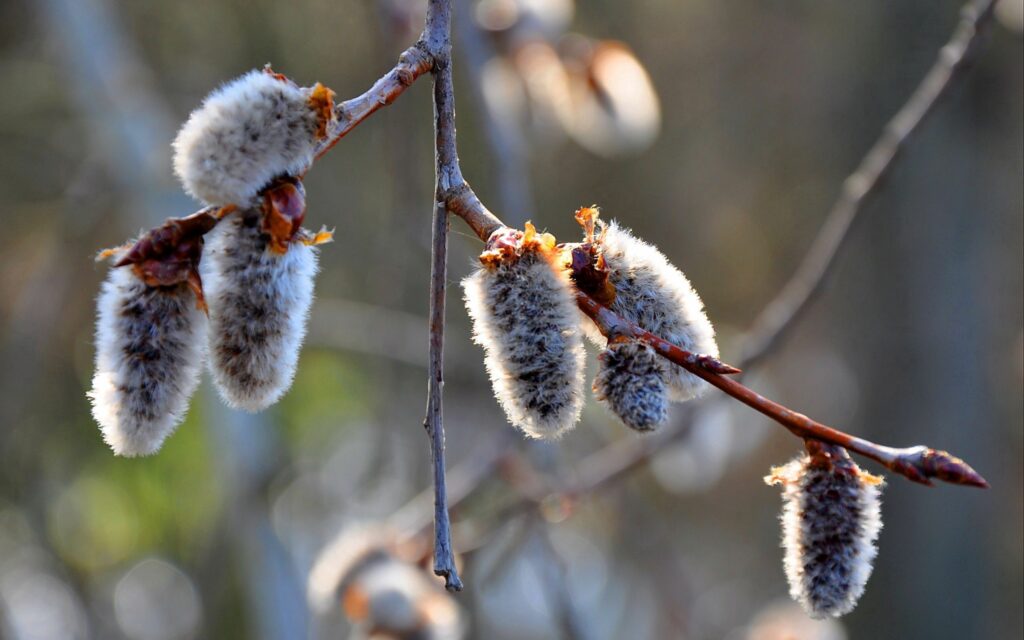 Serene Willow Branch Wallpaper: Spring Catkins & Renewal Background