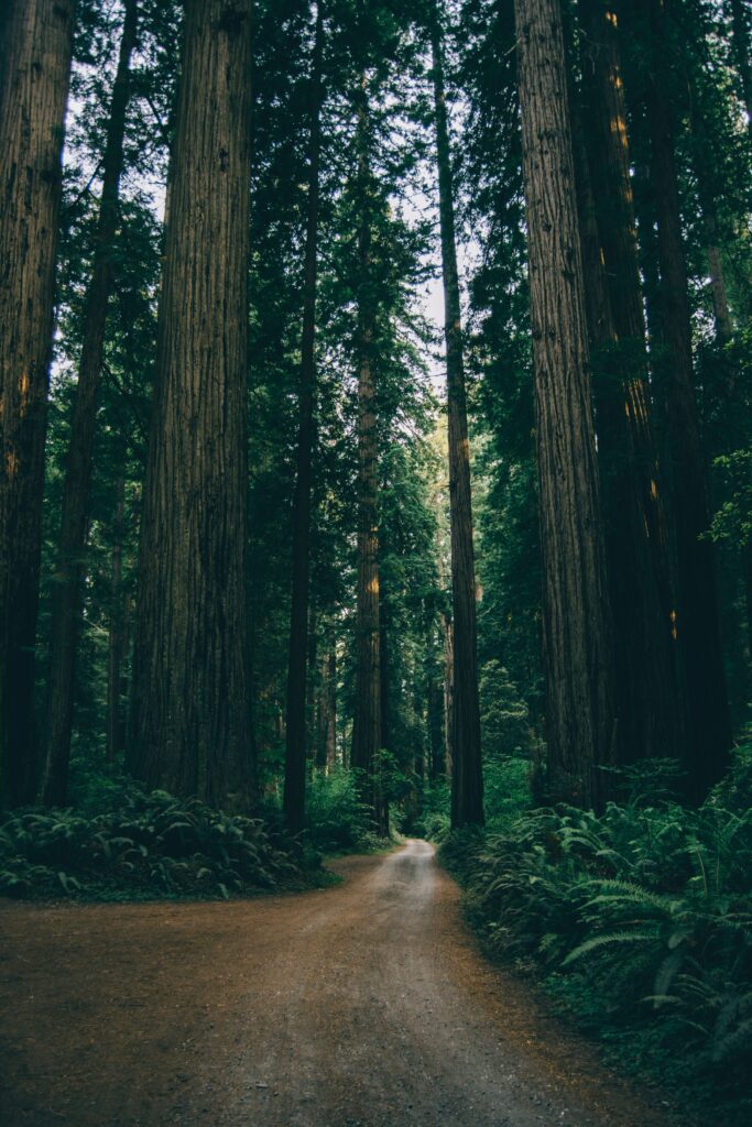 Winding dirt road through dense green forest with tall trees and lush natural canopy wallpaper background