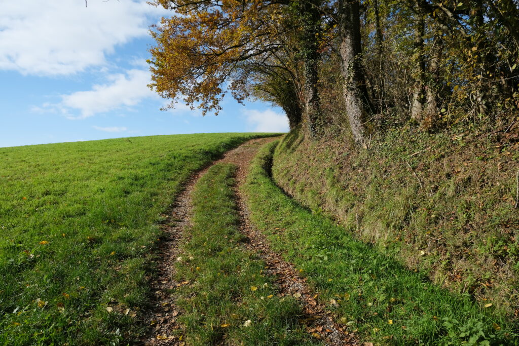 Winding dirt path through lush green field with wildflowers and tall trees under blue sky Wallpaper
