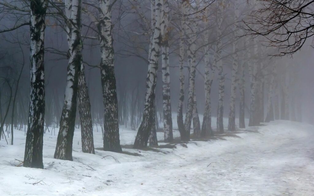 Serene winter birch tree grove with snow and soft fog creating tranquil ethereal wallpaper