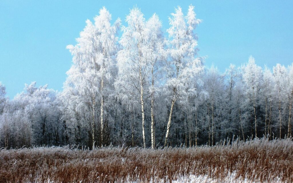 Winter landscape with tall hoarfrost birch trees snow-covered ground and clear blue sky Wallpaper