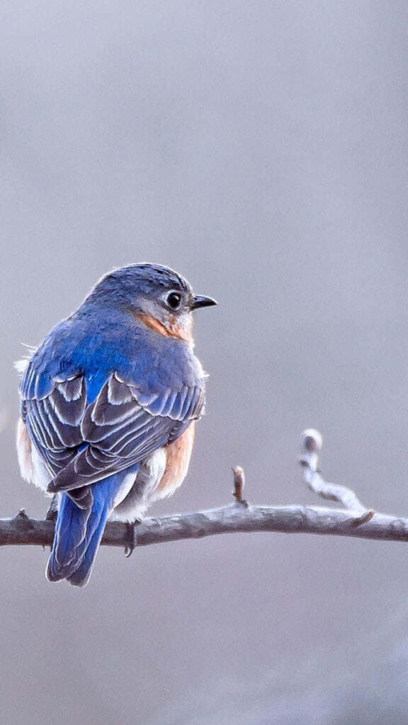 Winter Bird iPhone Wallpaper: Serene Blue Feathers on Soft Background