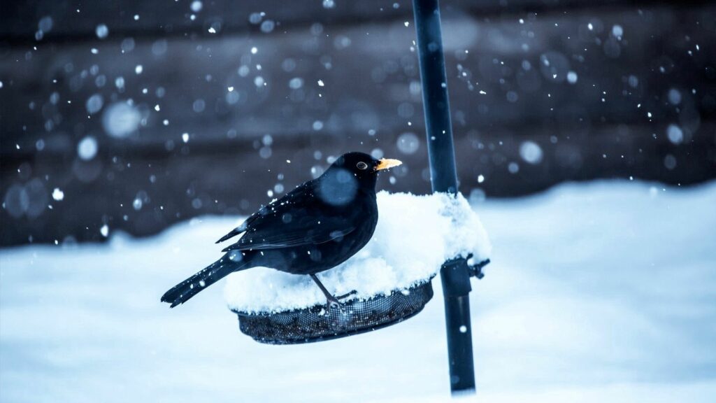 Serene Winter Scene: Crow on Snowy Background Wallpaper