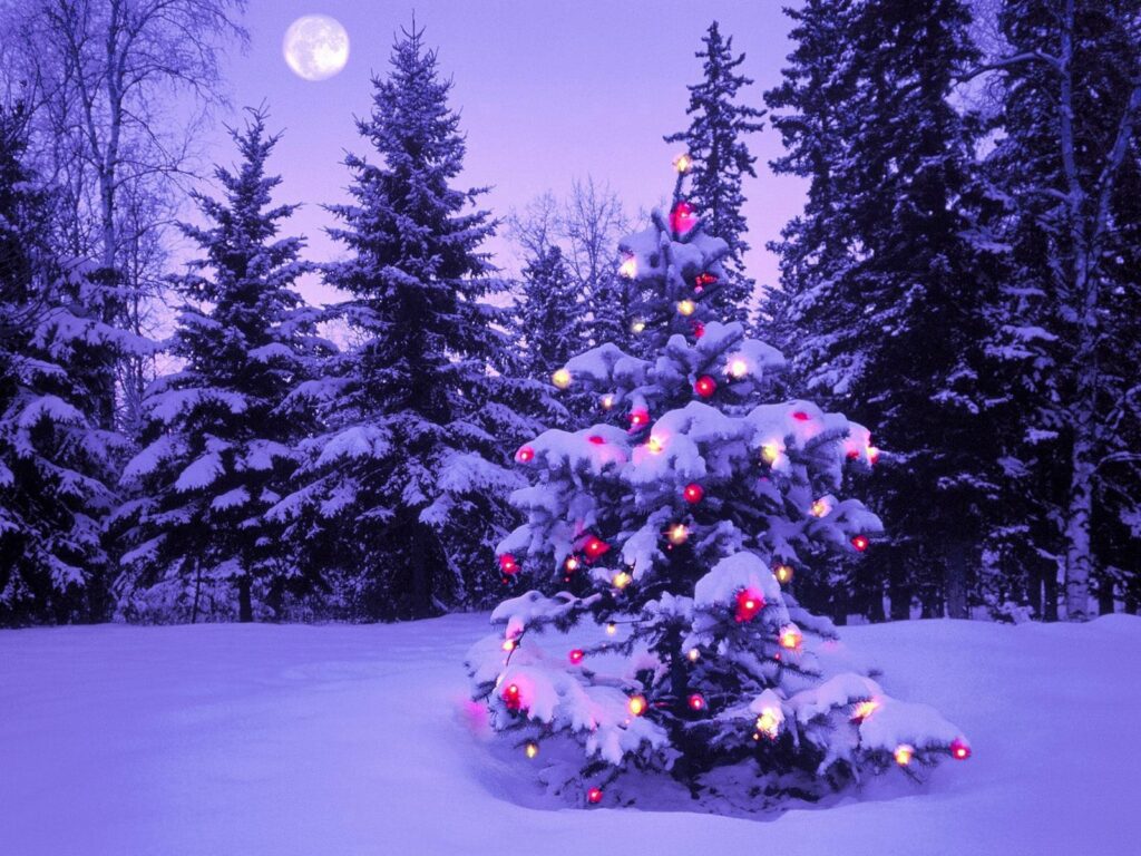 Festive Winter Evening Wallpaper: Snowy Fir Tree & Moonlit Pines