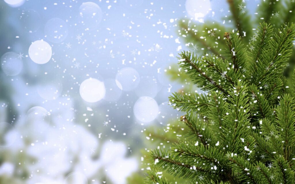 Vibrant fir tree with green needles dusted in snow peaceful winter scene wallpaper background