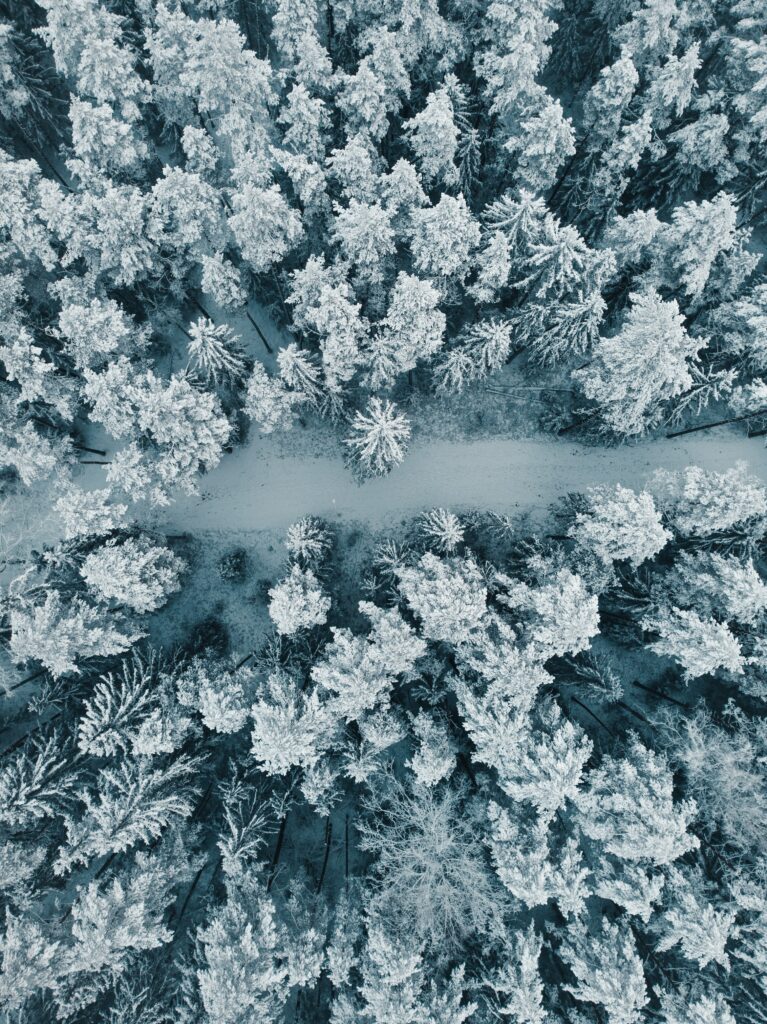 Aerial view of snow-covered winter forest with tall trees along a narrow snowy path Wallpaper