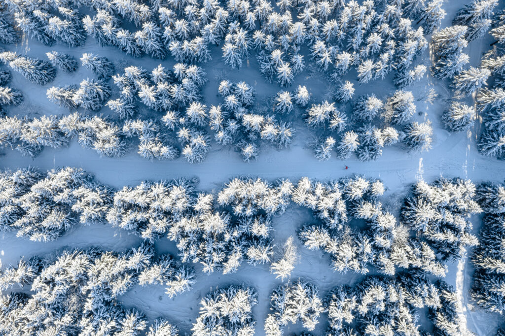 Aerial view of snow-covered pine forest with blue white tones creating a tranquil winter scene Wallpaper