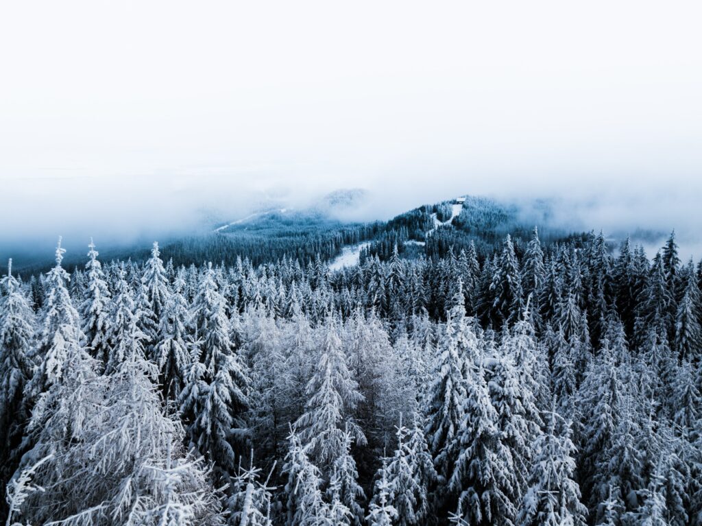 Aerial view of snow-covered winter forest with frost and mist in cool blue tones wallpaper background