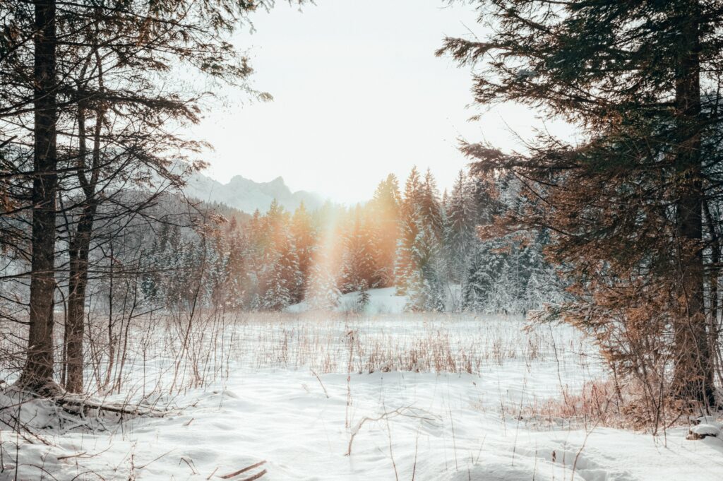 Serene winter forest edge covered in fresh snow with golden sunlight through tall pine trees Wallpaper