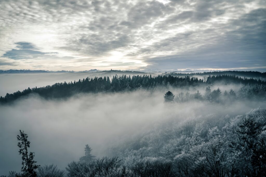 Serene foggy winter forest with tall trees under a dramatic gray and blue sky wallpaper background