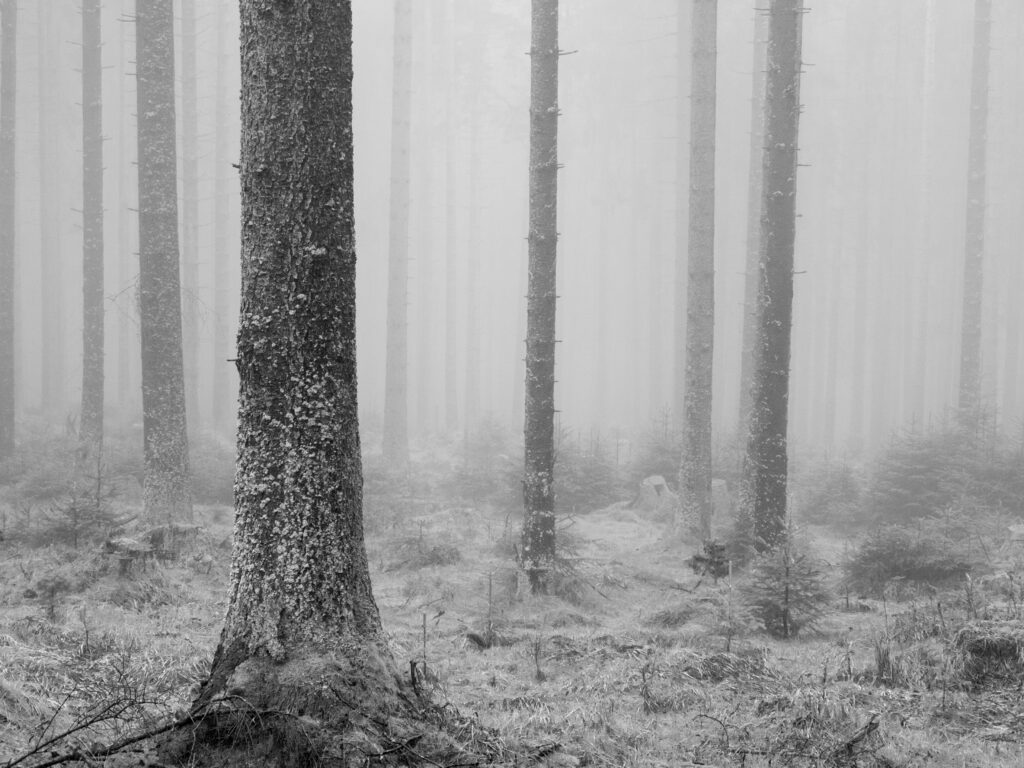 Serene winter forest wallpaper with frost-covered trees misty atmosphere and monochrome tones