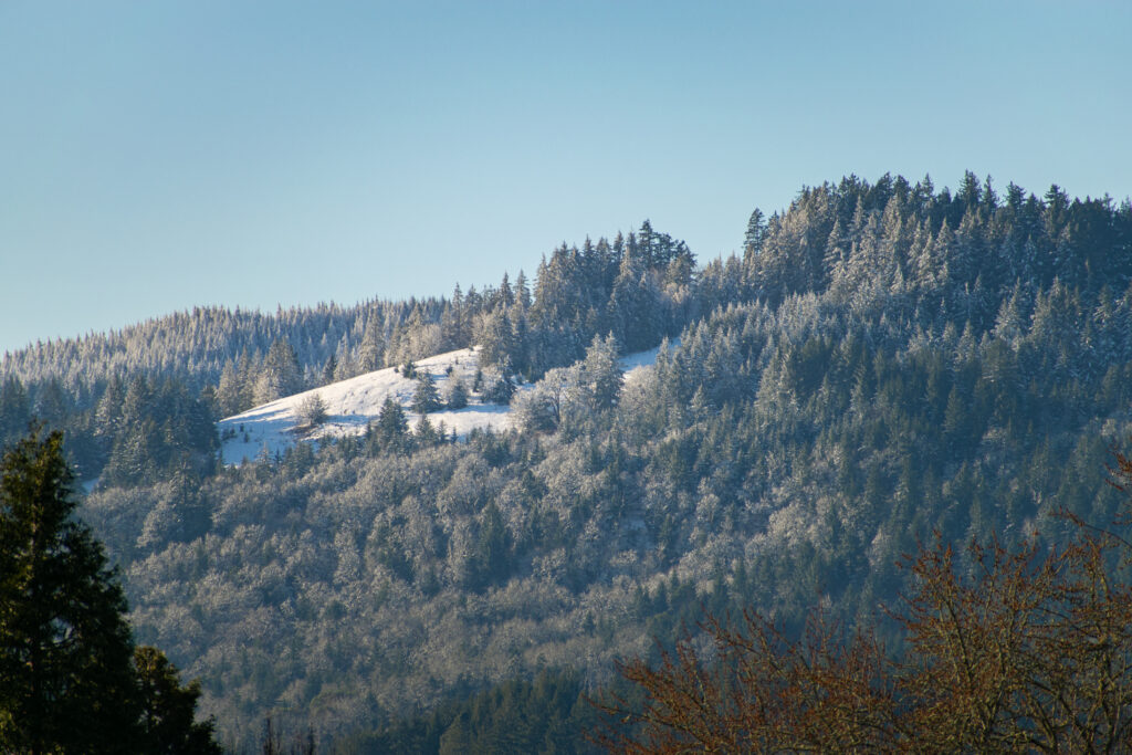 Serene snowy forested hill and mountain slope with evergreen trees under clear blue sky winter wallpaper