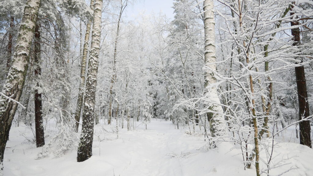 Serene winter forest wallpaper with tall snow-covered trees and a peaceful snowy path background