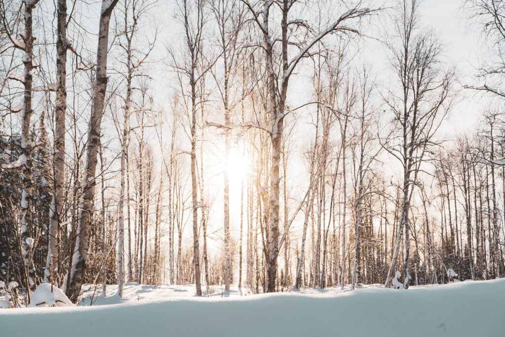 Serene winter forest with tall leafless trees and soft sunlight filtering through snow-covered branches Wallpaper