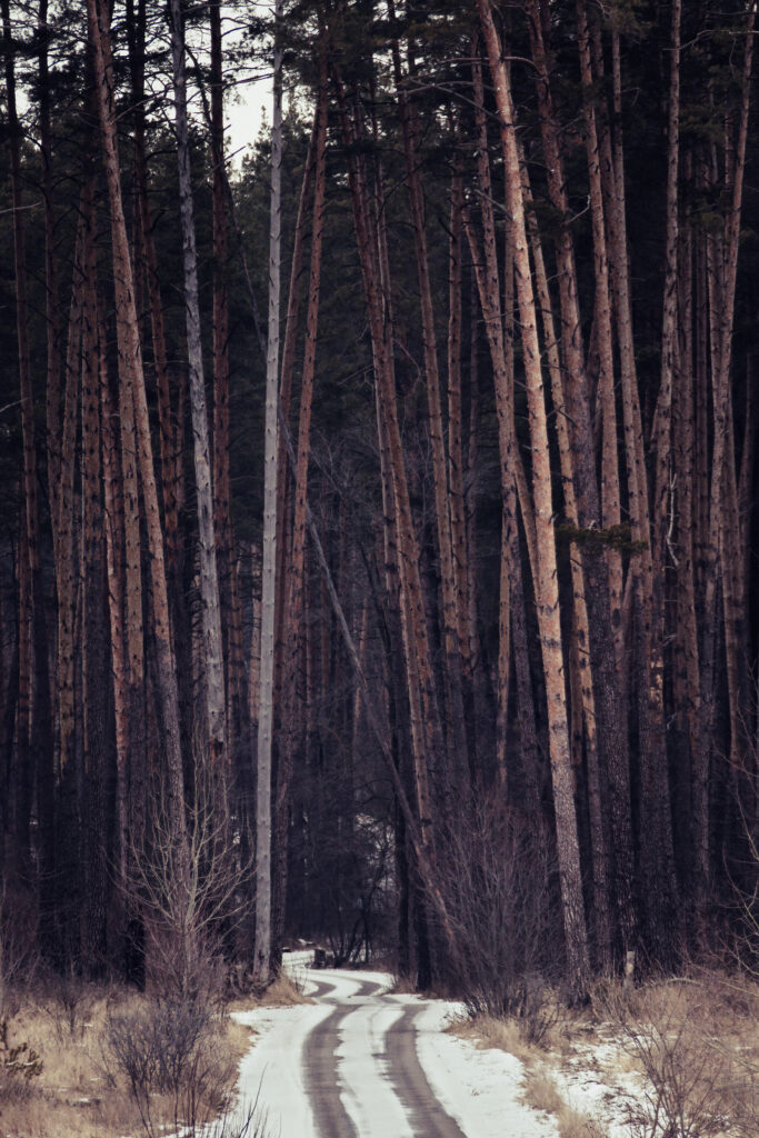 Winding snowy forest path through tall pine trees peaceful wintry nature wallpaper background