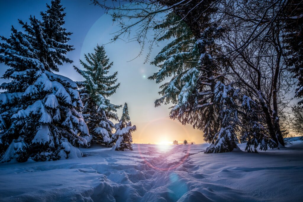 Snow-covered path through frosty pine trees with soft sunlight creating a serene winter forest Wallpaper