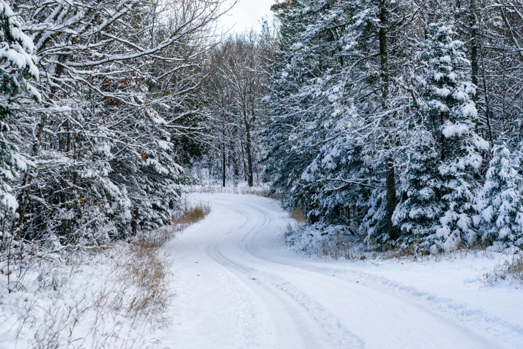 Serene winter forest with snow-covered winding path and frosty trees under soft lighting Wallpaper