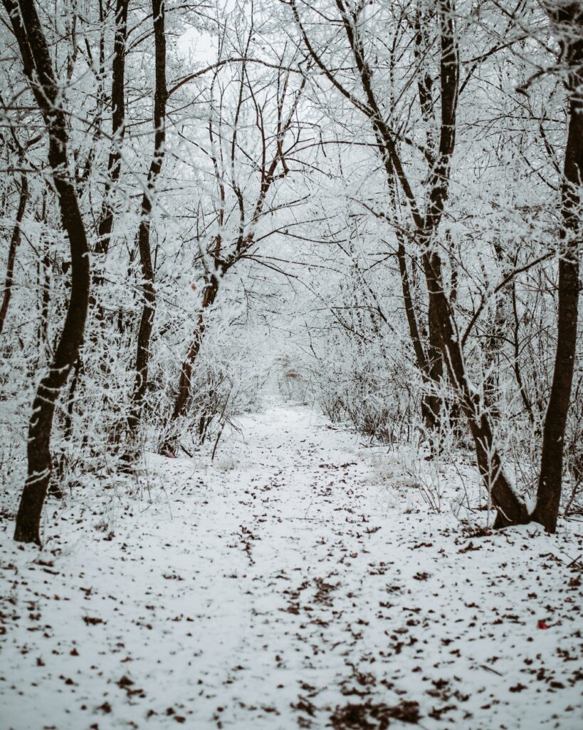 Serene winter forest path covered in fresh snow with bare trees creating peaceful wallpaper background