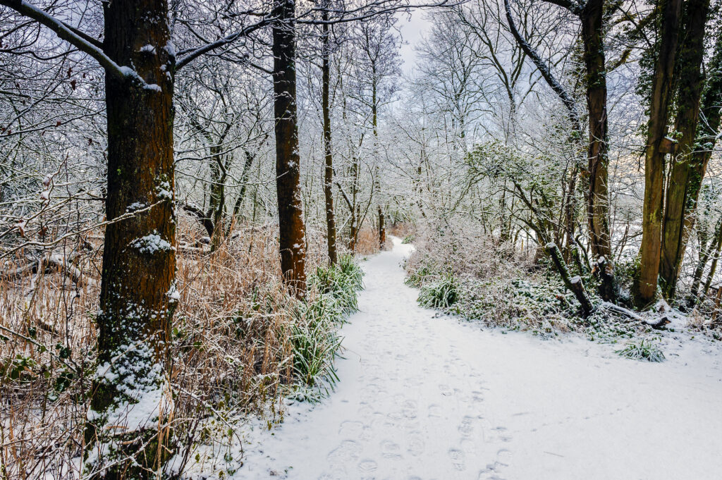 Snowy forest path winding through tall trees and frosted bushes in a peaceful winter scene Wallpaper