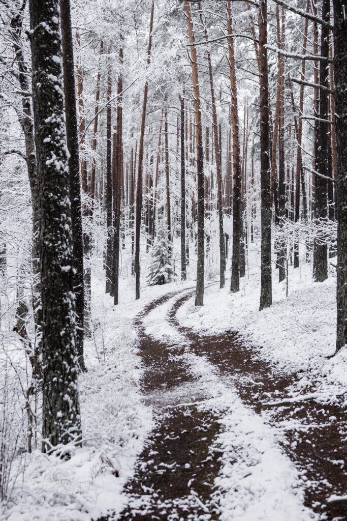 Winding snowy forest path with tall trees dusted in fresh snow peaceful winter landscape Wallpaper