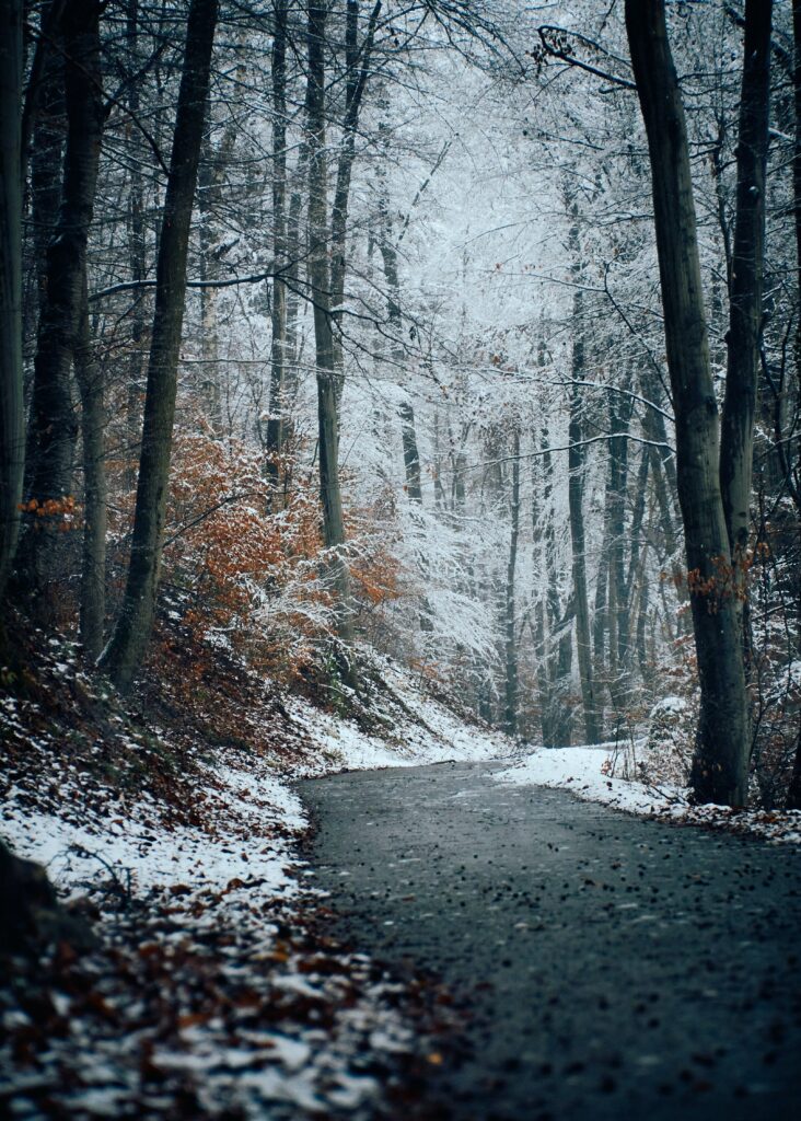 Serene winter forest with snow dusted trees and winding path featuring subtle brown leaves Wallpaper