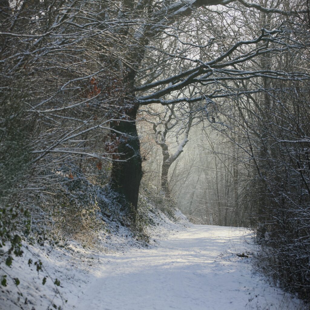 Serene winter forest park with winding snowy path and soft morning light through tall trees Wallpaper