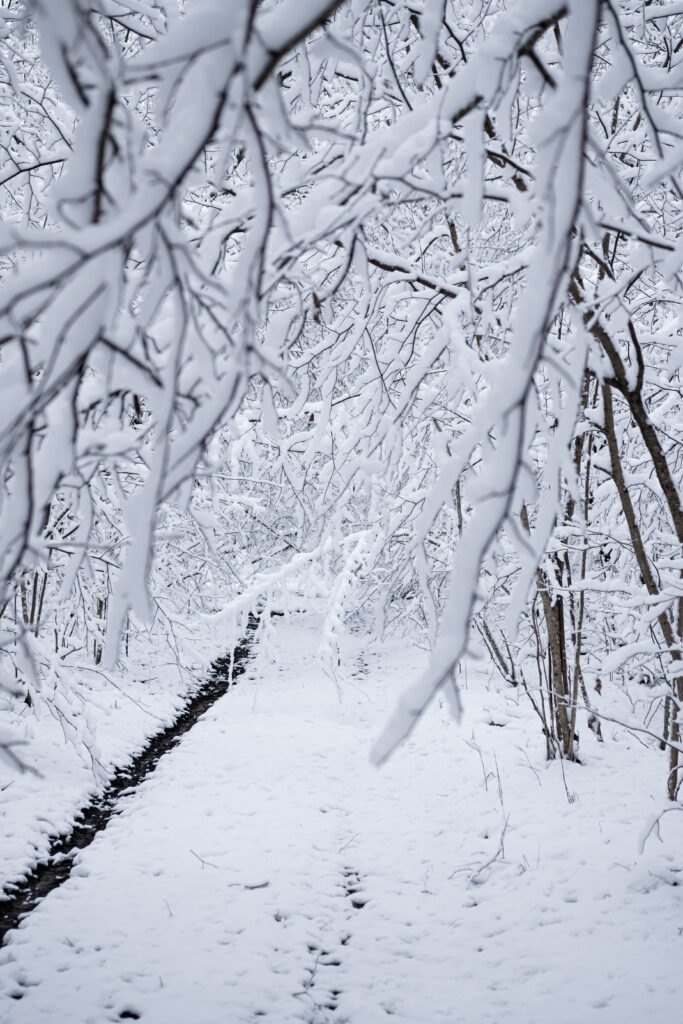 Snowy winter forest path with snow-covered branches creating a peaceful frosty landscape Wallpaper