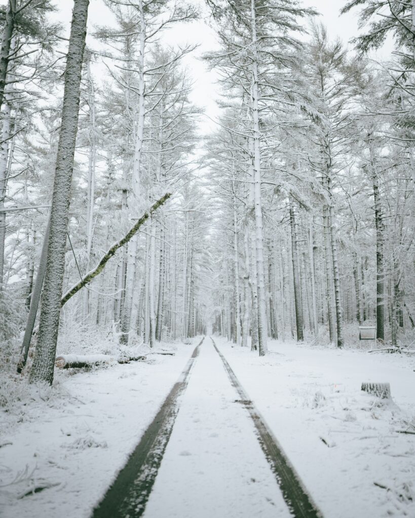 Serene winter forest wallpaper with snow-covered trees and winding path in minimalist style