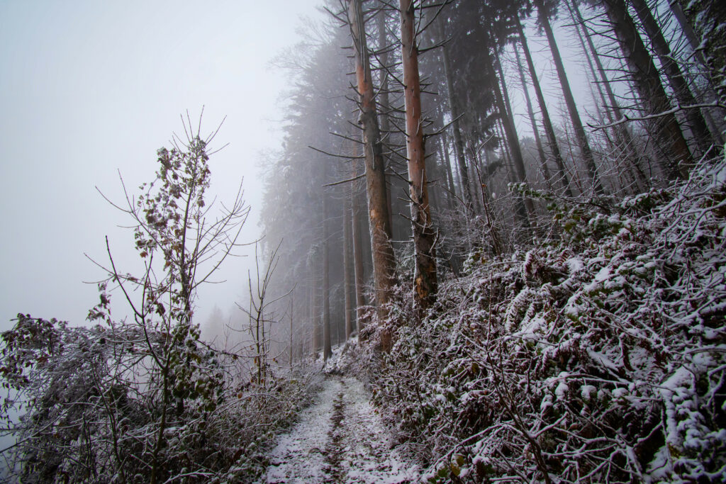 Serene winter forest with snow-covered path winding through frosty trees and misty landscape Wallpaper