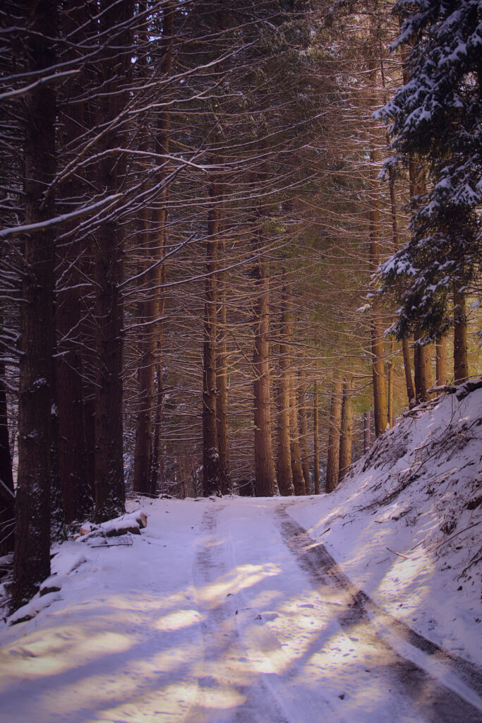 Serene winter road winding through snow-dusted tall forest trees with soft sunlight shadows Wallpaper