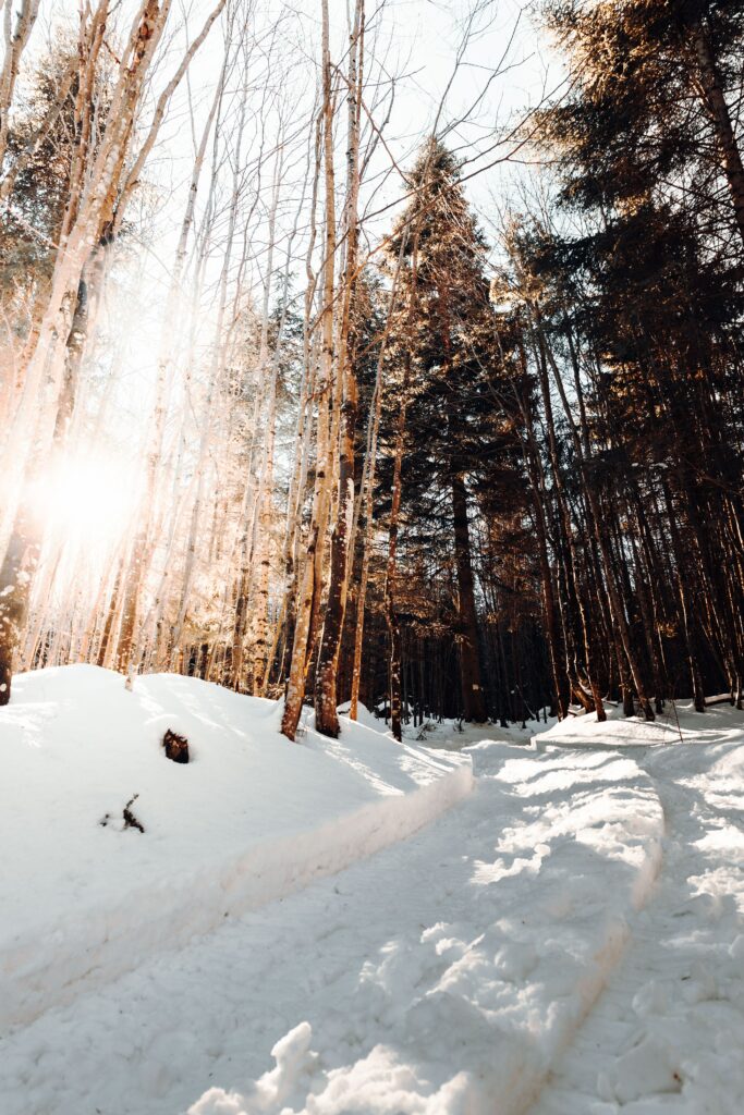 Snowy forest road winding through tall pines with soft sunlight creating a peaceful winter scene Wallpaper