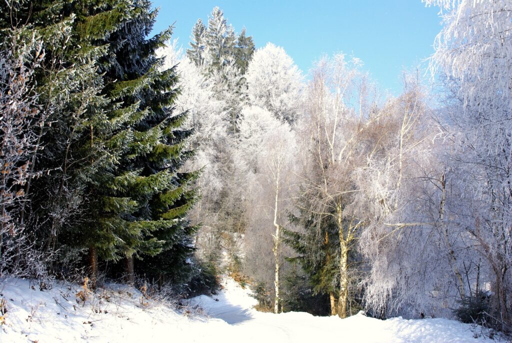 Snowy forest road winding through frost-covered birch and pine trees under blue sky winter scene Wallpaper