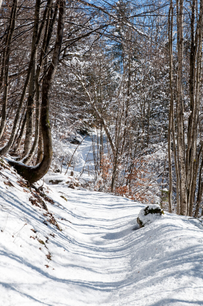 Snowy winter forest path winding through tall leafless trees under clear blue sky wallpaper