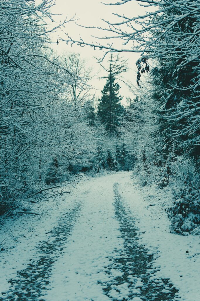 Serene winter forest wallpaper with snow-covered path winding through tall frosted trees calm winter