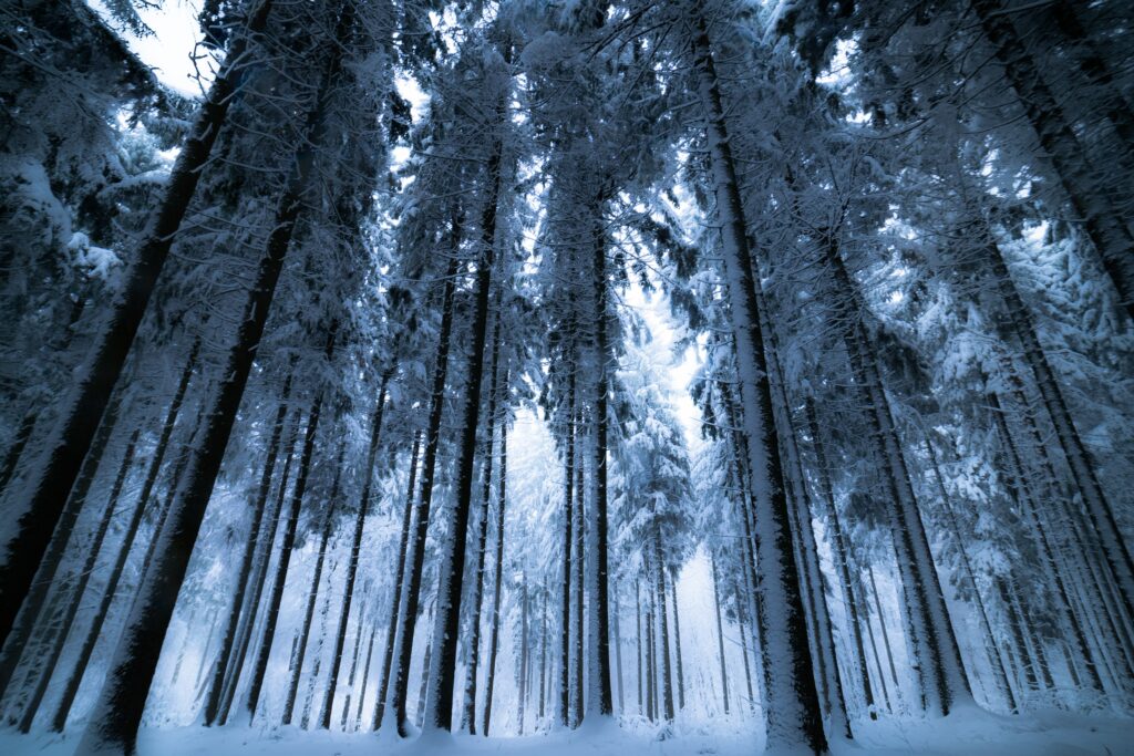 Winter forest wallpaper with snow-covered tall trees and soft fog in icy blue and white tones