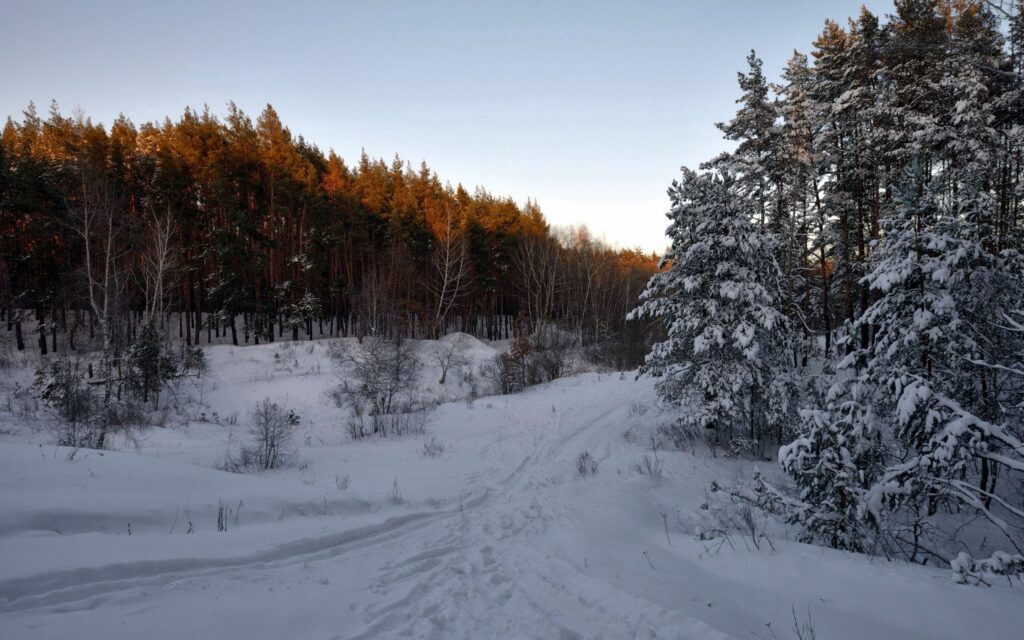 Snowy winter forest with sunlit treetops and a winding trail through peaceful white landscape Wallpaper