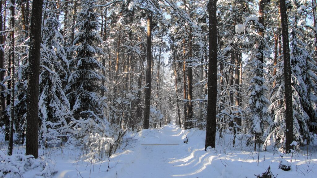 Serene winter forest with snow-covered pine trees and sunlit shadows on a narrow snowy path Wallpaper