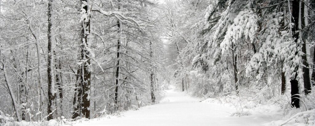 Panoramic winter forest with snow-covered trees and a peaceful white snowy path background Wallpaper