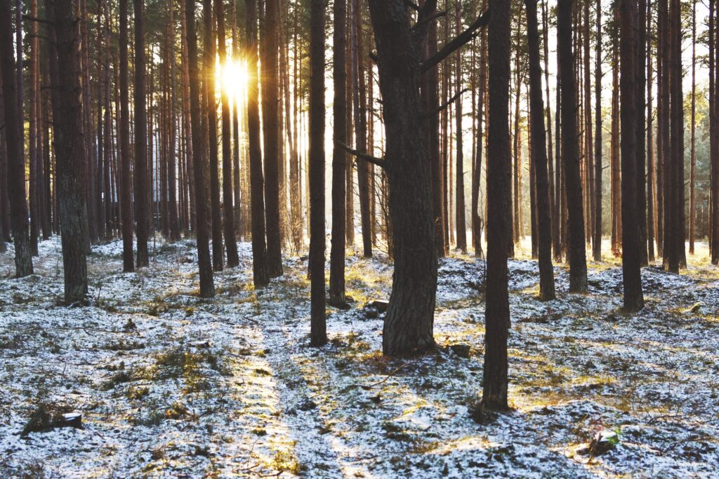 Serene winter forest sunset with tall trees casting long shadows on snowy ground background Wallpaper