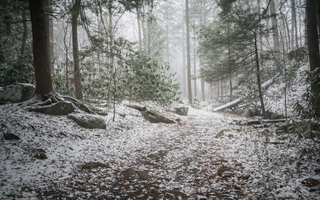 Serene winter forest trail with misty snow-covered trees rocky ground and scattered leaves wallpaper