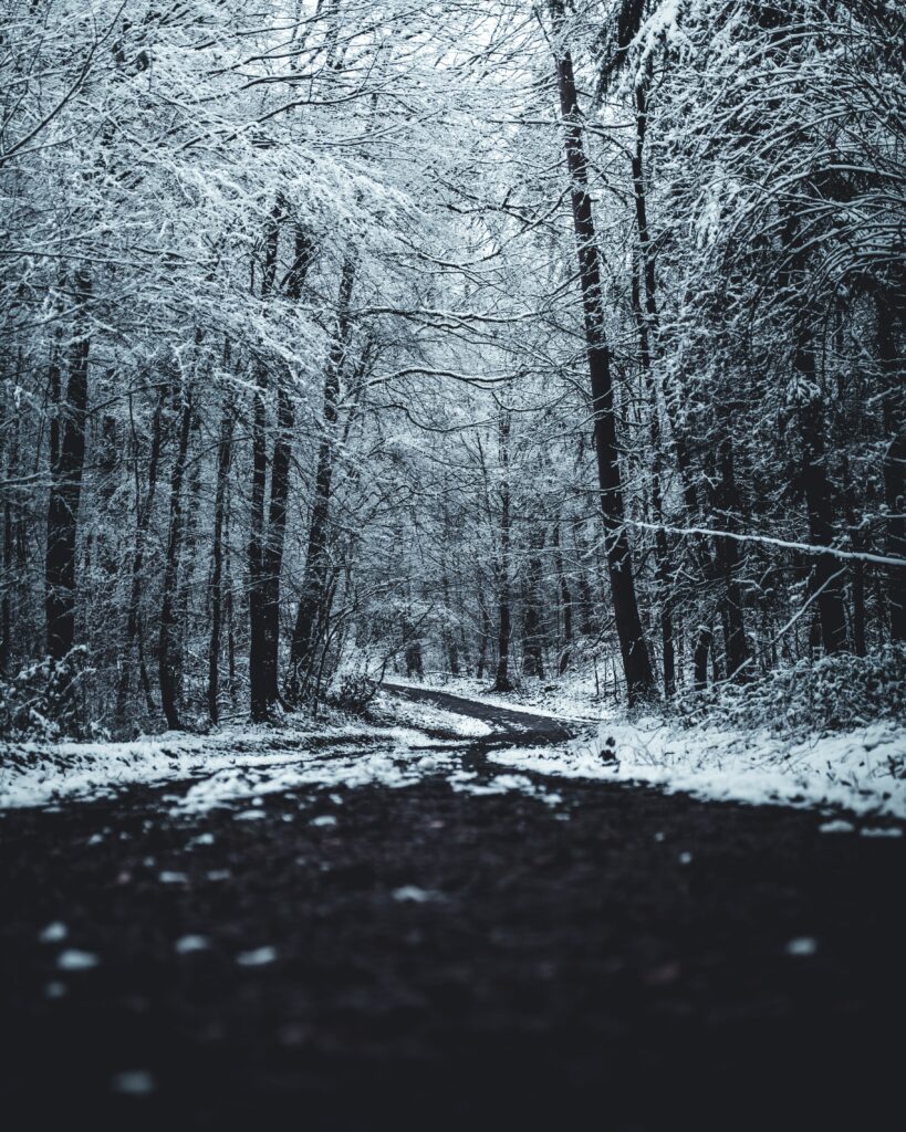 Serene snowy winter forest with tall trees and winding trail in tranquil blue and white tones Wallpaper