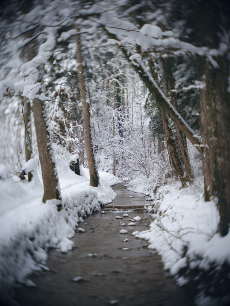 Winter forest trail with fresh snow and tall trees arching over a gentle flowing stream Wallpaper