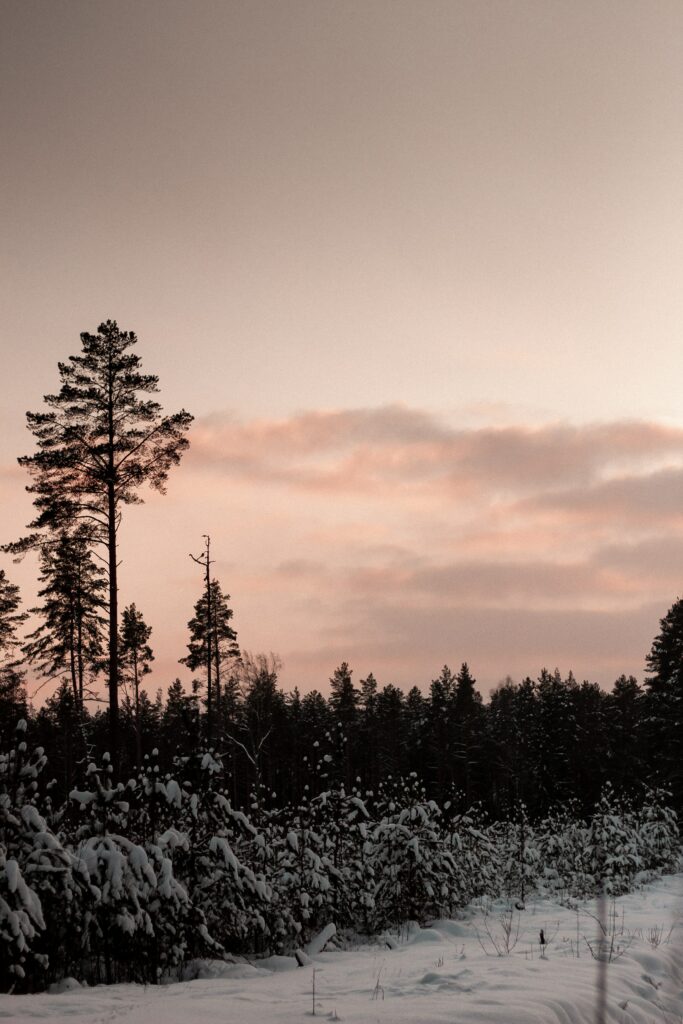 Serene winter forest at twilight with snow-covered trees and soft pastel sunset sky wallpaper background