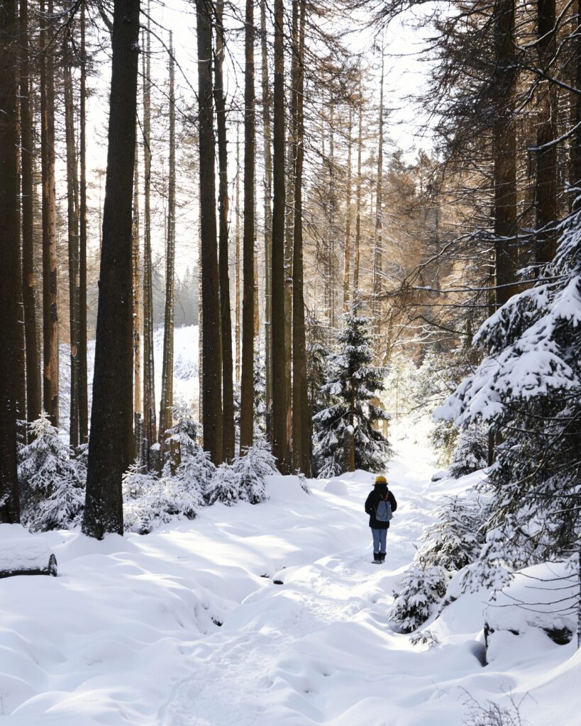 Lone figure walking serene snow-covered winter forest with sunlight filtering through trees wallpaper